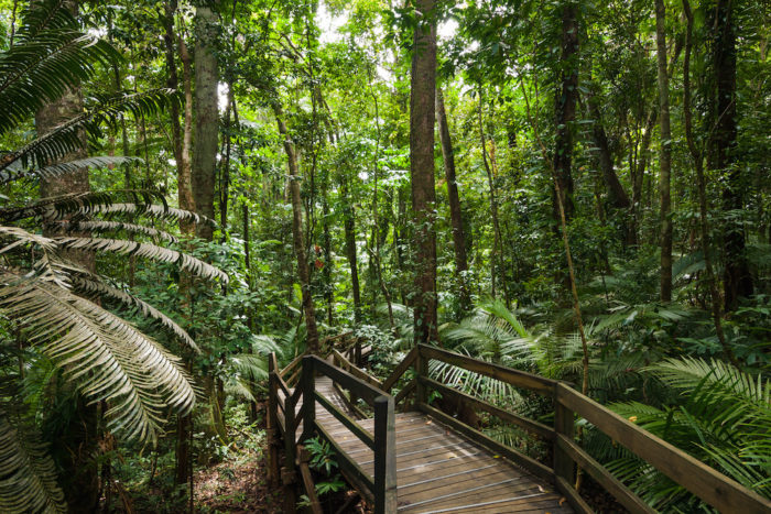 Daintree rainforest in Queensland Australia